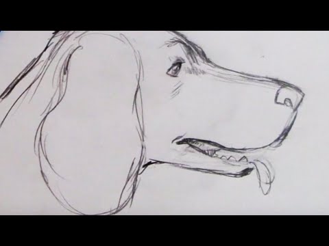 How to Draw a Dog - Spaniel (Step by Step) - YouTube