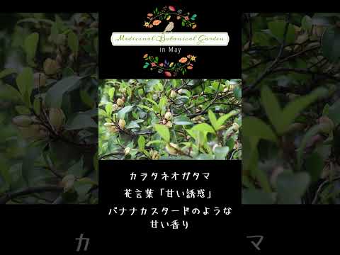 薬用植物園にて。（2024.5）