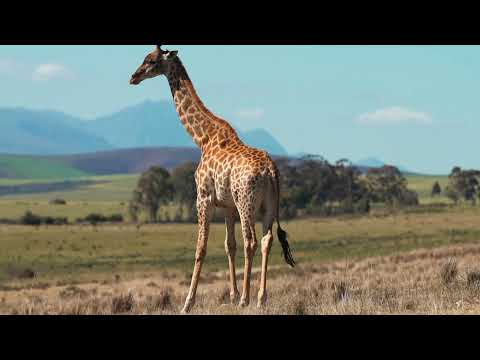 WORLD ANIMAL RK Giraffe and Zebra and Wildebeest - Amazing & Beautiful Interaction