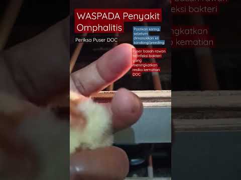 , title : 'WASPADA Penyakit Omphalitis pada DOC Ayam kampung #peternaksejahtera #penyakitayam #shorts'