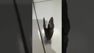 Download lagu A butterfly entered the house! What does it mean? mp3 Download lagu A butterfly entered the house! What does it mean? mp3