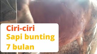 Download lagu Ciri-ciri sapi bunting 7 bulan dan perbedaannya dengan sapi bunting 6, 5, 4, & 3 bulan mp3