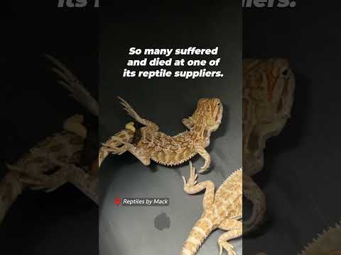 The Cruel Truth: Why Buying Bearded Dragons Fuels Animal Suffering 💔