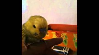 Someone tell me if my budgie is sick and what I can do?