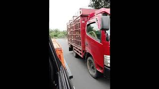 Download lagu TRUK OLENG AYAM BALAP mp3