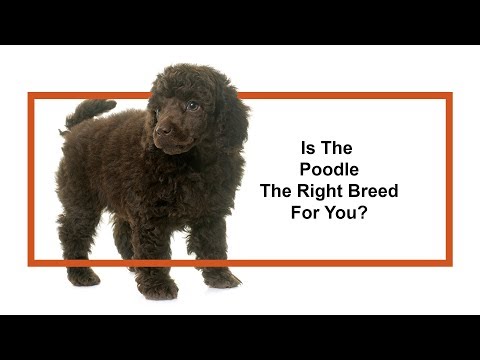 Poodle Breed Video