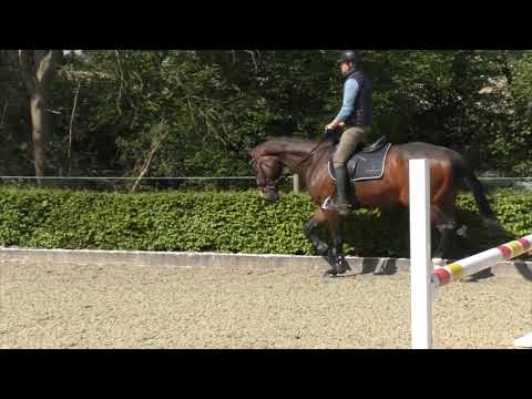 Hof Brüning - Kayanos v. Kannan - Heraldik xx, Wallach geb. 2016