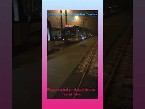 Nottingham tram link,England. Fox on the run