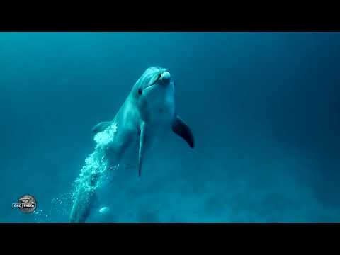 PUT OKO SVETA -  VELIKI KORALNI GREBEN