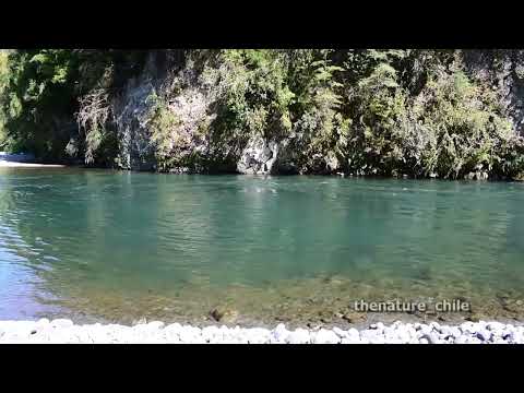 Curriñe Futrono Región de Los Ríos Chile 19