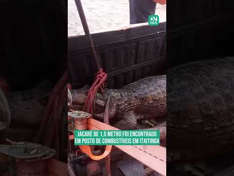 Jacaré de 1,5 metro surpreende moradores no centro de Itaitinga; veja vídeo