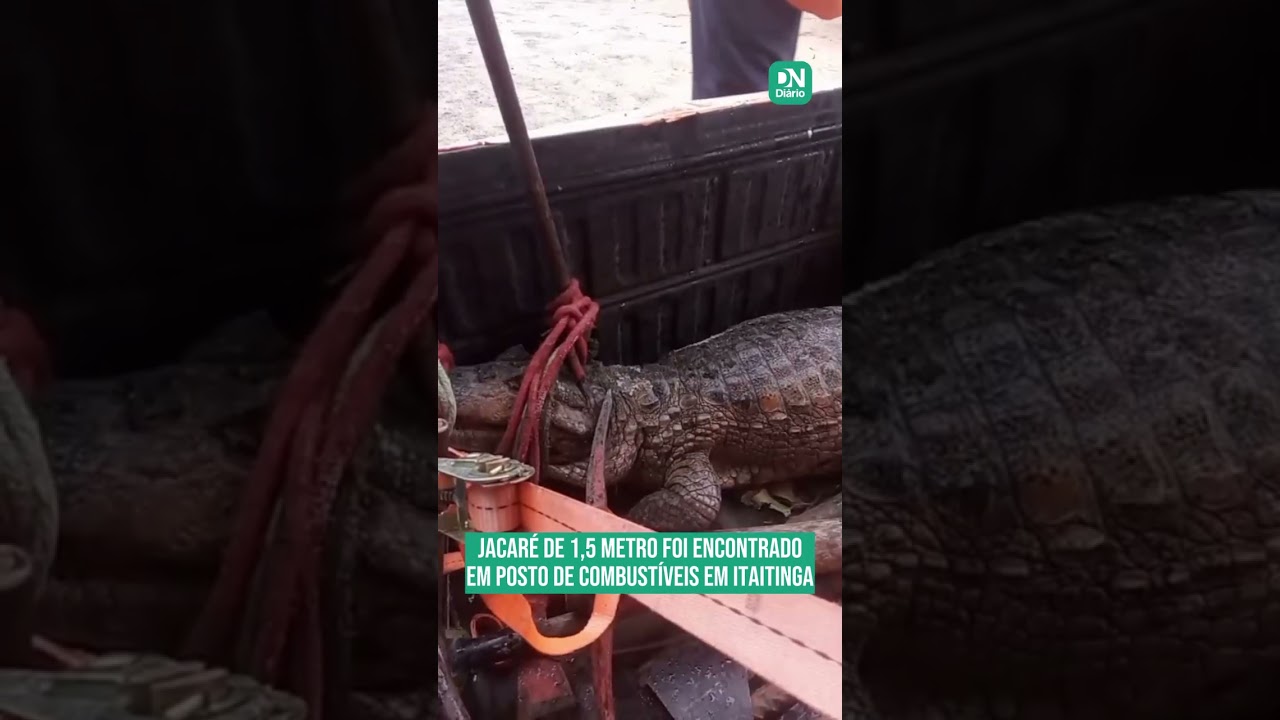 Imagem da notícia Jacaré de 1,5 metro surpreende moradores no centro de Itaitinga; veja vídeo