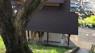 埼玉吉見町さくら堤🌸🌸🌸