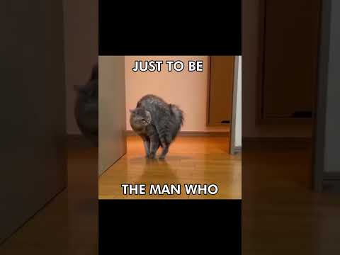 500 MILES #catcore #cat #mycore #cuteanimal #cute #cutecat #catlover