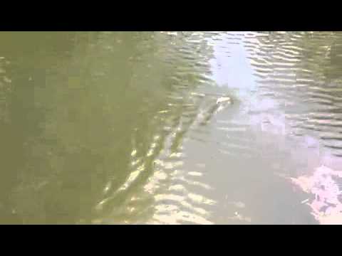 Gamechanger fly water test