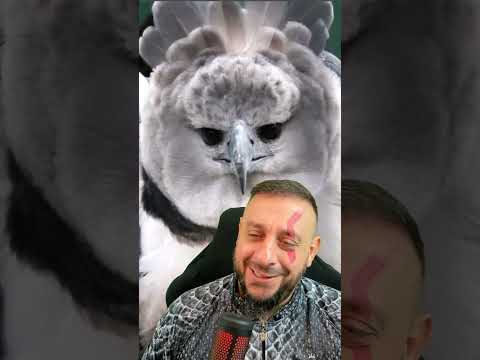 Harpia, com a voz do narrador do comida indiana. É melhor que Netflix!