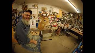 Restoring a 40-year-old deer mount: Part 11