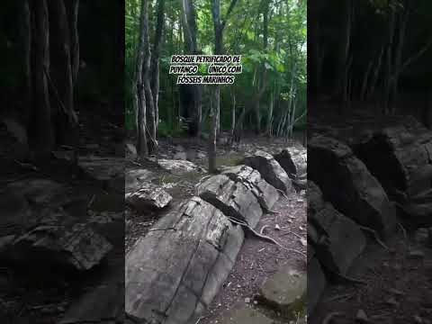 Bosque Petrificado de Puyango 🌿 #Puyango #BosquePetrificado #Natureza #Fósseis #Equador
