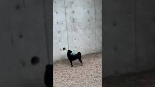 Video preview image #1 Pug-Unknown Mix Puppy For Sale in Mission Viejo, CA, USA