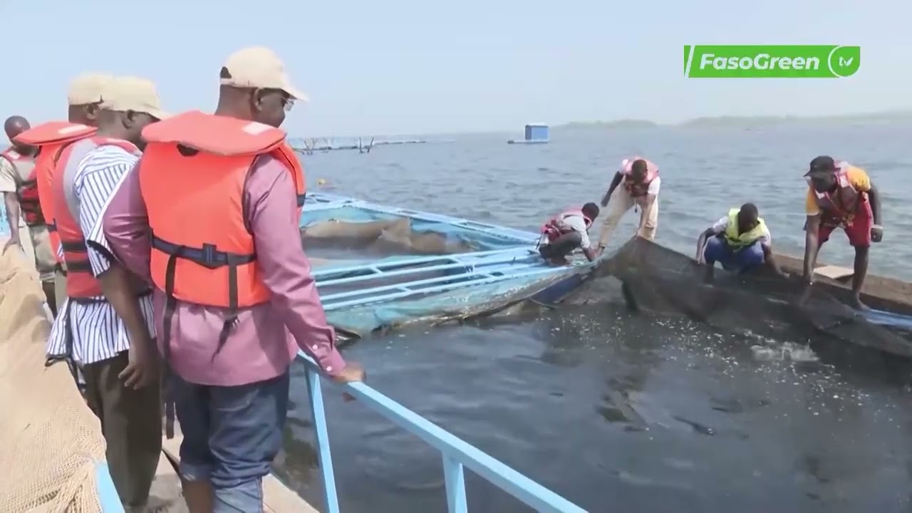Samendeni : plus de 12000 tonnes de poissons recoltés entre 2024 et 2025 dans les cages flotantes