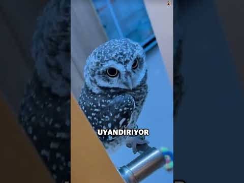 Bu Mini Baykuş Çok Tatlı! 🦉😍