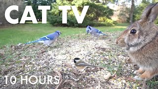 Rabbits, Squirrels and Beautiful Birds - 10 Hour Cat TV for Pets to Watch 🐱 - Oct 12, 2025