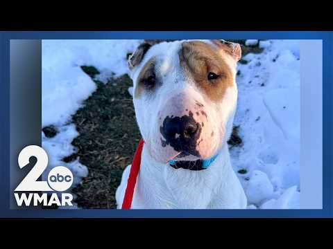 Pets on Set: Freud - YouTube