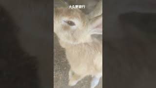 大久野島旅行現地の兎が可愛いなー #rabbit #うさぎ