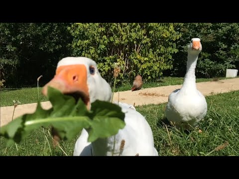 a goose masterpeice