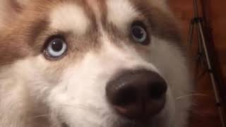 Happy Husky Noises