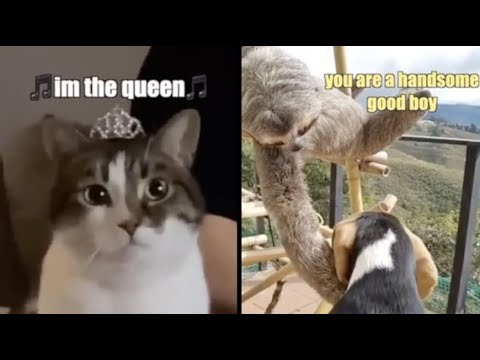 Best Animal Voiceovers - Ep. 21