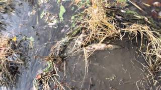 preview picture of video 'Des centaines de carpes mortes dans la baie de Lavallière'