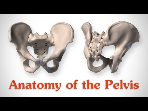 骨盤の解剖学-アーティストのための (Anatomy of the Pelvis - for Artists)