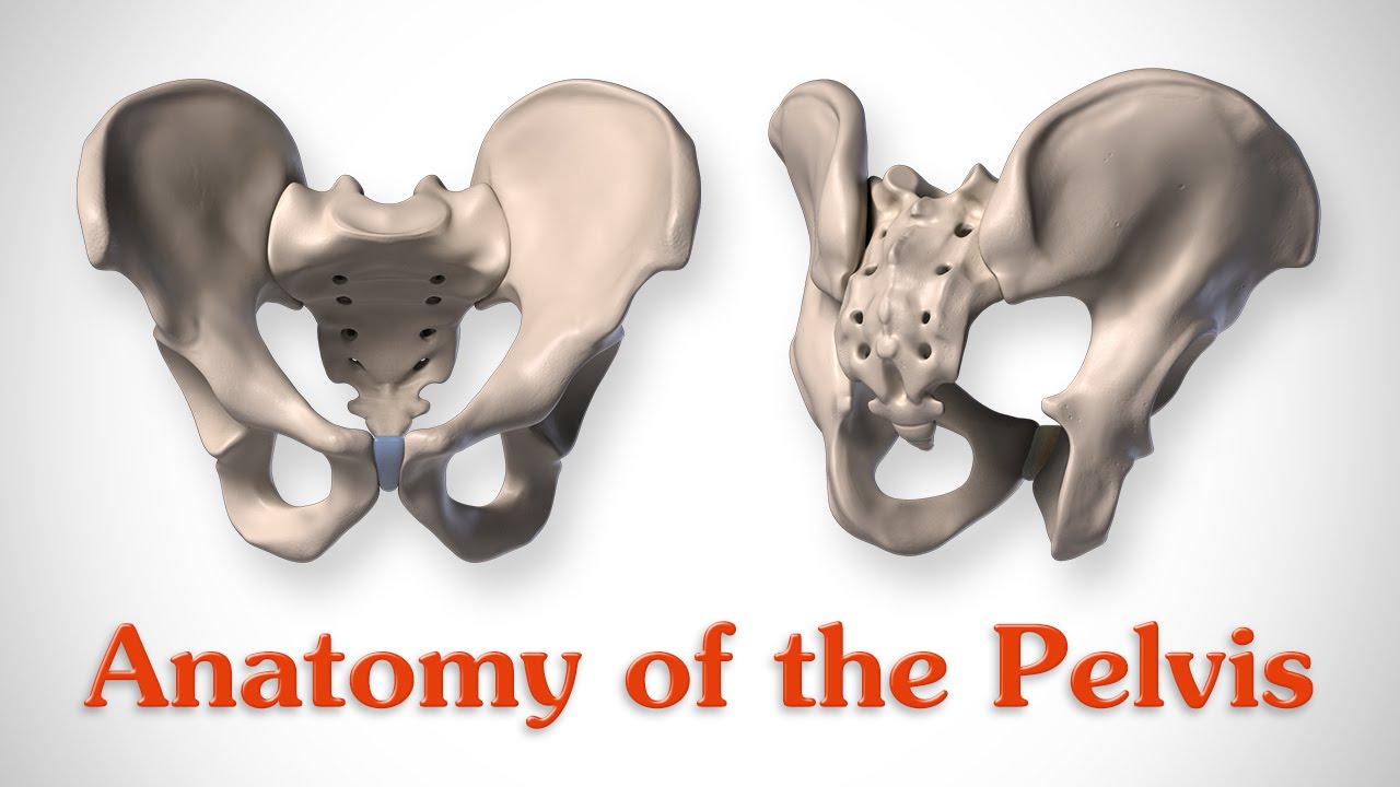 Anatomy of the Pelvis - for Artists