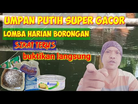 Cara Membuat Umpan Putih Ikan Mas Spesial Pake Bondon Untuk Lomba