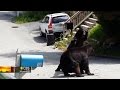 Video Captures Bear Fight In New Jersey Suburb