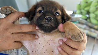 Help spray to get rid flea from newborn puppy