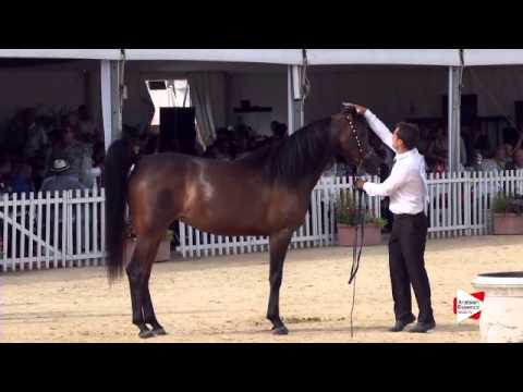 N.57 HD PRESTIGE - Menton 2015 - Mares 4 to 7 years old (Class 4)