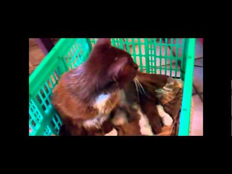 Meine Katze Cookie ist auf dem Weg der Besserung