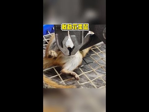 為花慄鼠清除馬蠅幼蟲#動物救助