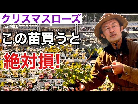 クリスマスローズを再び咲かせるにはどうすればいいですか？私たちのシンプルなアドバイス！  庭園