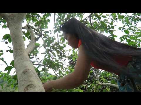 Survial Skills Finding; Fruits madagascar Nature for food Eating delicious