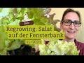 Frisch Ernten Auch Im Winter Salat Regrowing Auf Der Fensterbank
