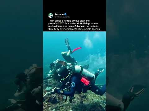 Divers Are Flying Underwater 🤿