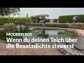 Olli S 75 000 Liter Pond From Swimming Dream To Koi Paradise Modern Koi Blog 7607