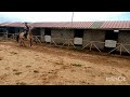  Impresionante caballo Bayo 15 a&ntilde;os | Noble y vers&aacute;til 