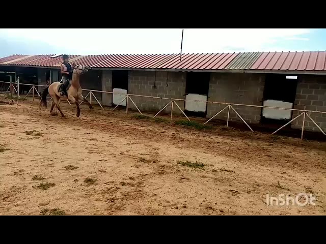  Impresionante caballo Bayo 15 a&ntilde;os | Noble y vers&aacute;til 