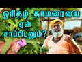 ஓரிதழ் தாமரையை ஆண், பெண் எதற்காக சாப்பிட வேண்டும்?  | orithal thamarai benefits tamil | Tamil nalam
