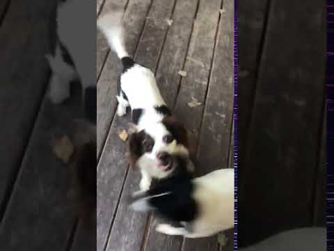 Dog For Adoption Nora Playful Loving Best Bud To Norman