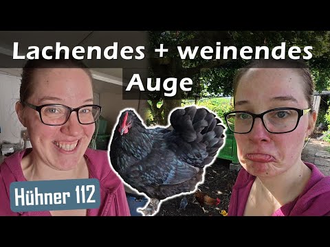 #Hühner abgeben?! Warum mich das so fertig macht... 👋 112